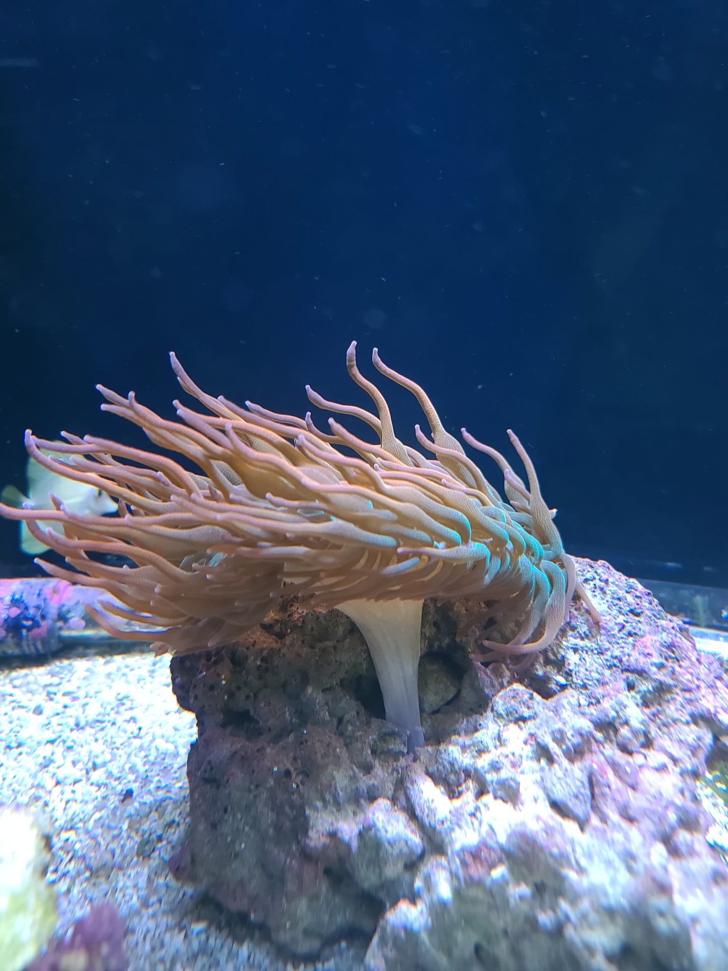 Bubble Anemone Small (SKU 696969)