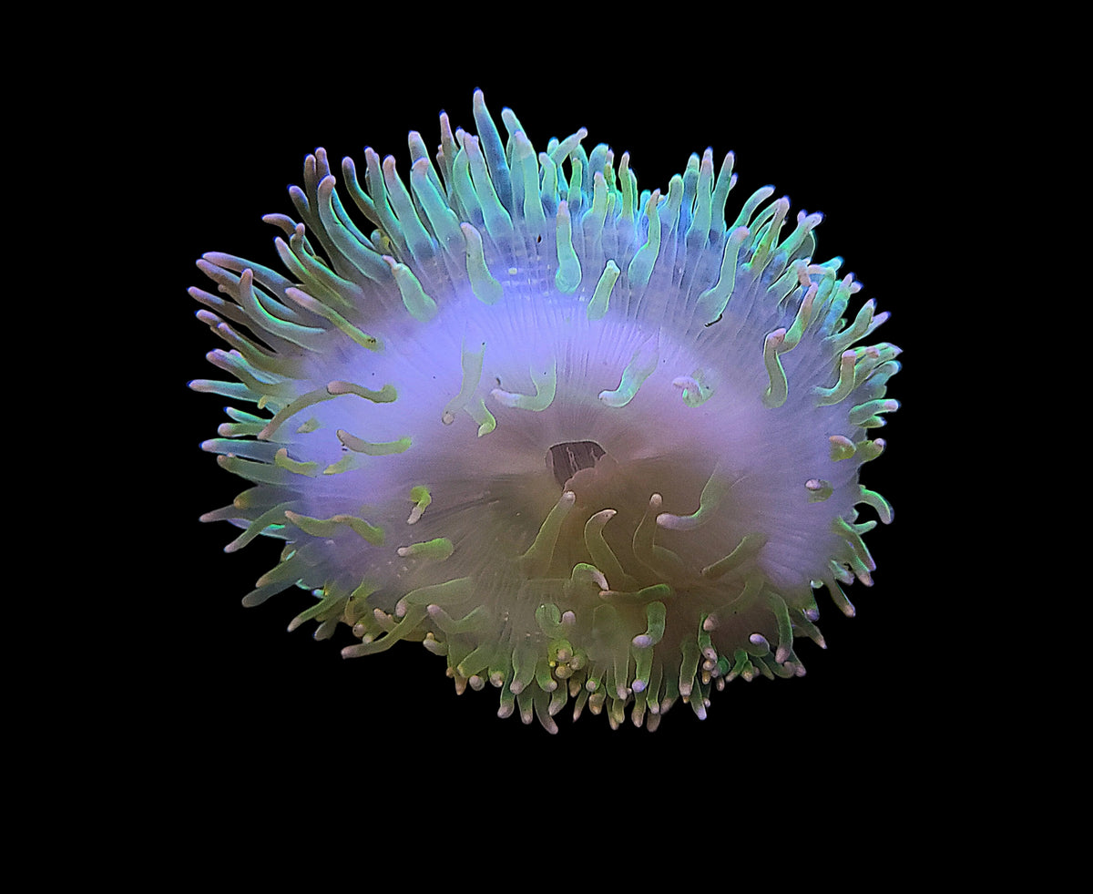 Anemone Long Tentacle
