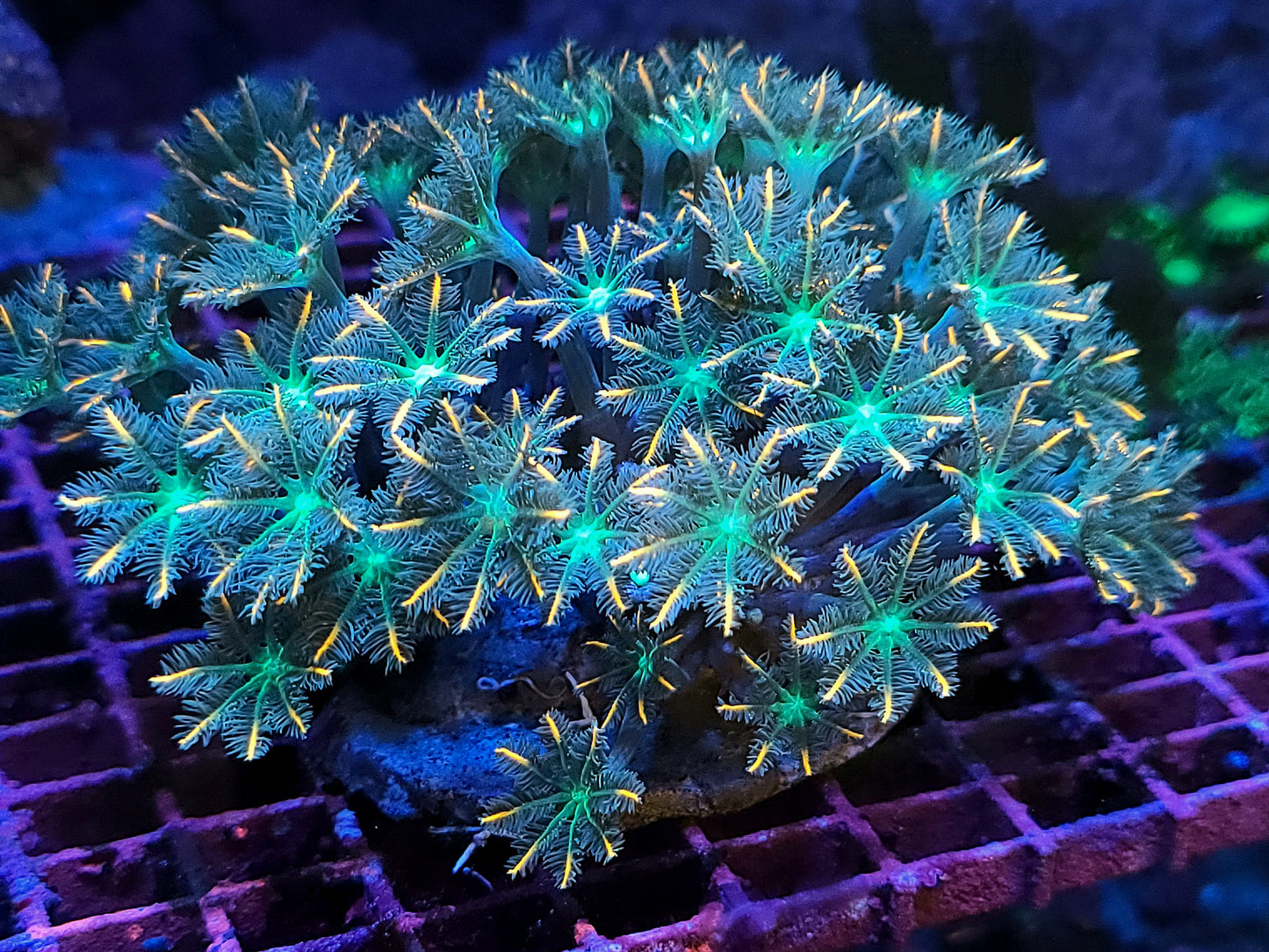 Indo Cultured Ultra Pink Tip Clove Polyp Frags