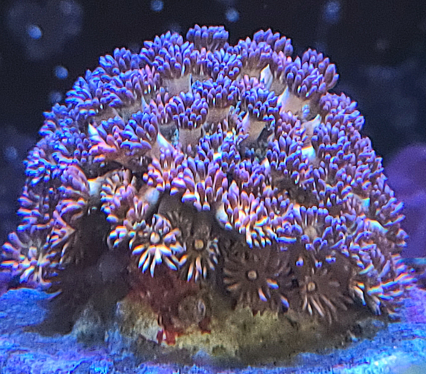 Indo Cultured Unique Rainbow Goniopora Frags