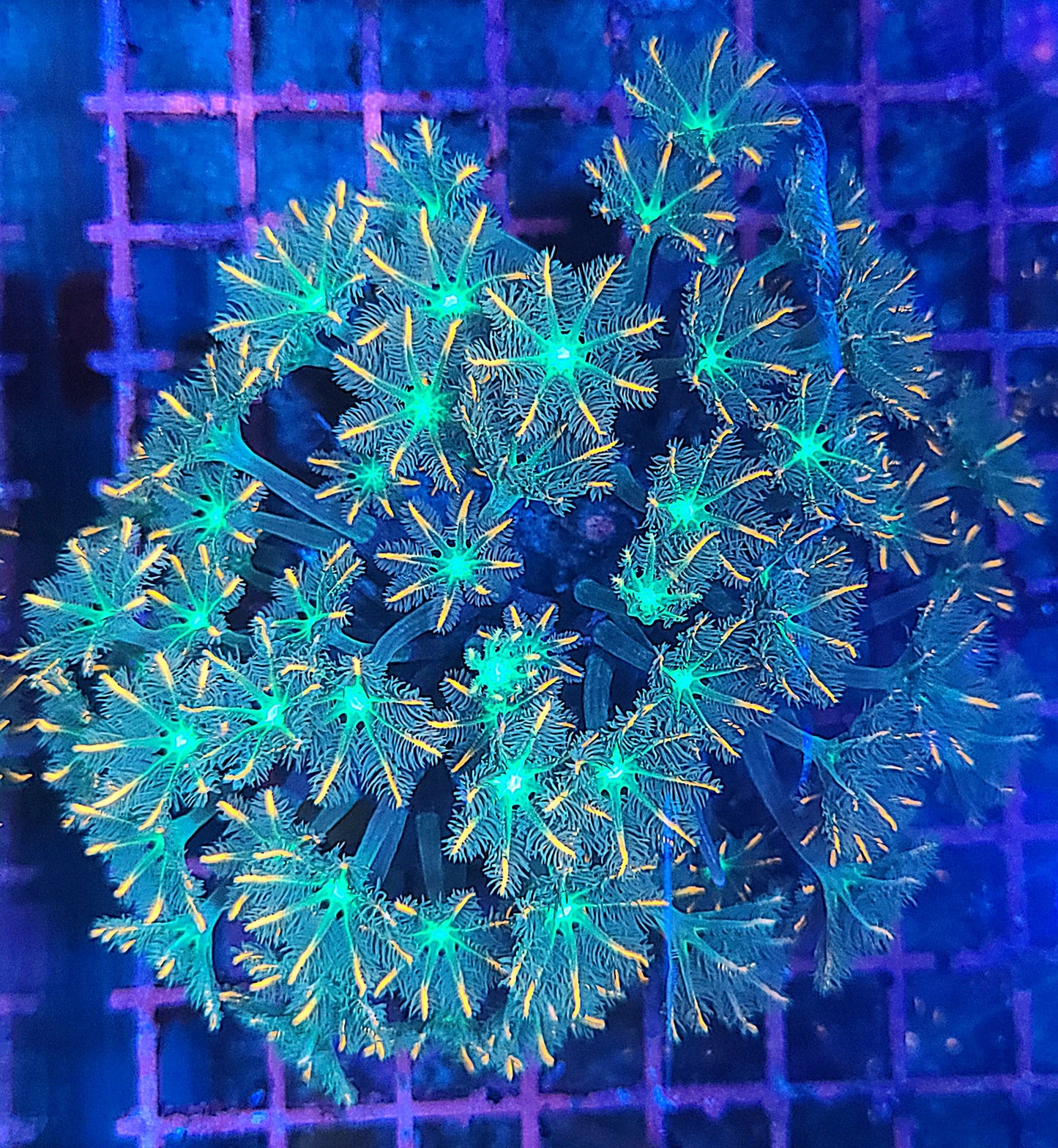 Indo Cultured Ultra Pink Tip Clove Polyp Frags