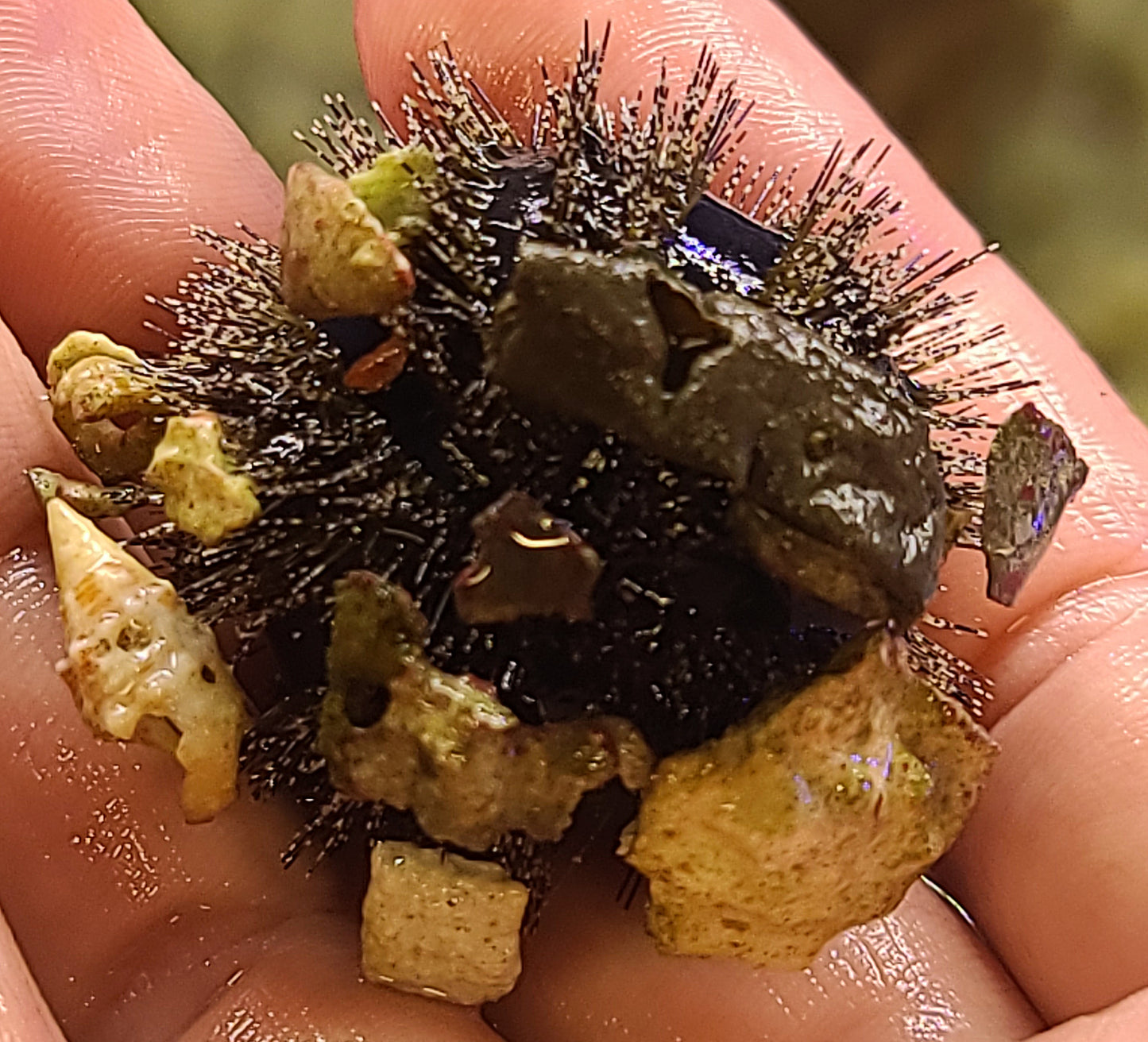 Royal Urchin Mespilia globulus