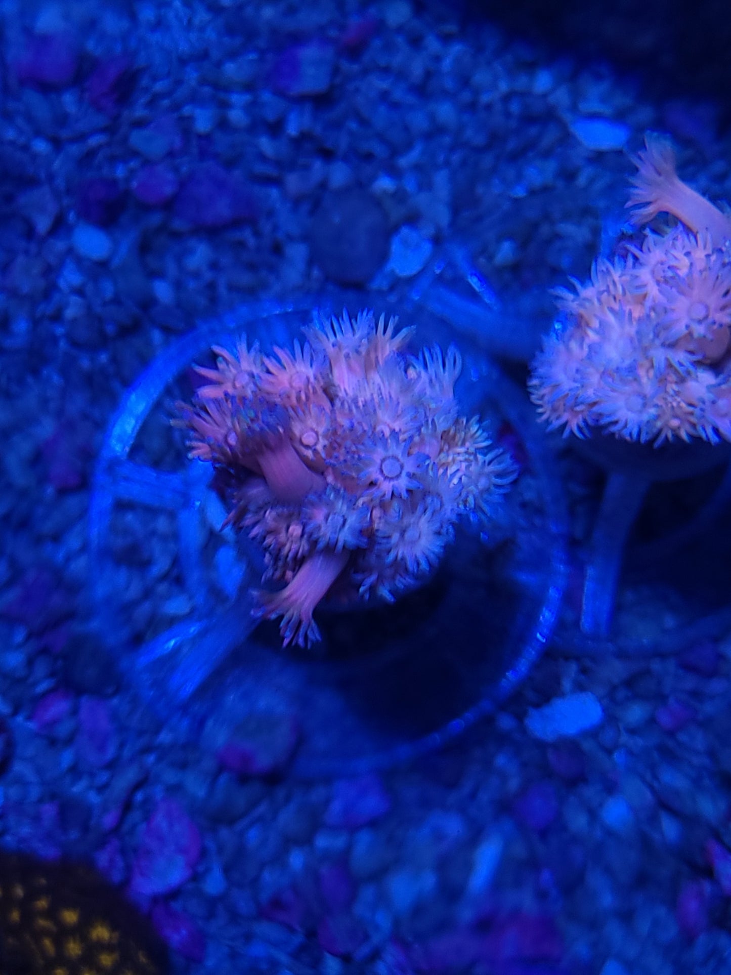 Indo Cultured Unique Rainbow Goniopora Frags