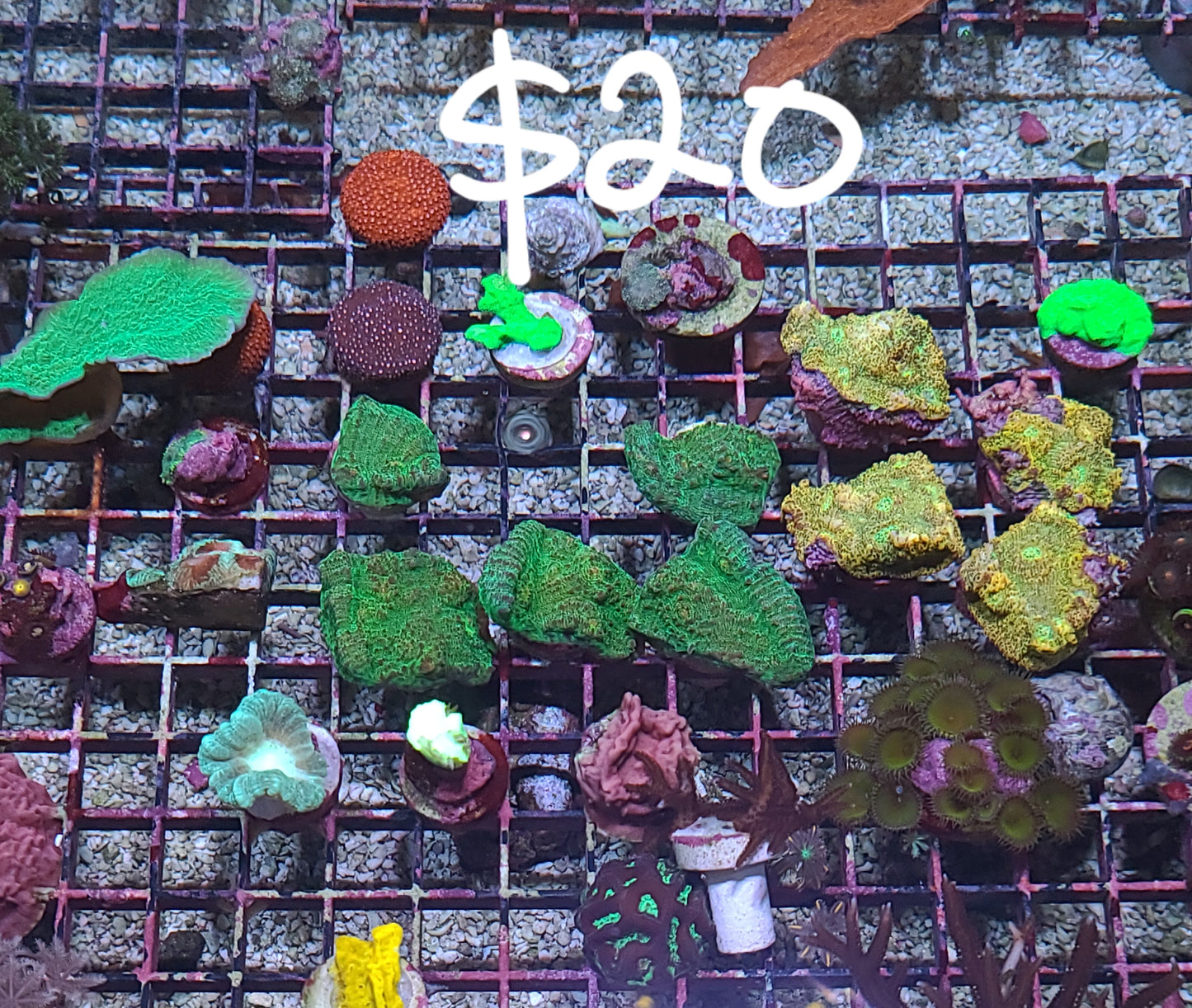 $20 Frag Rack (SKU2020)