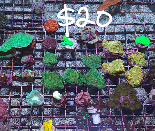 $20 Frag Rack (SKU2020)