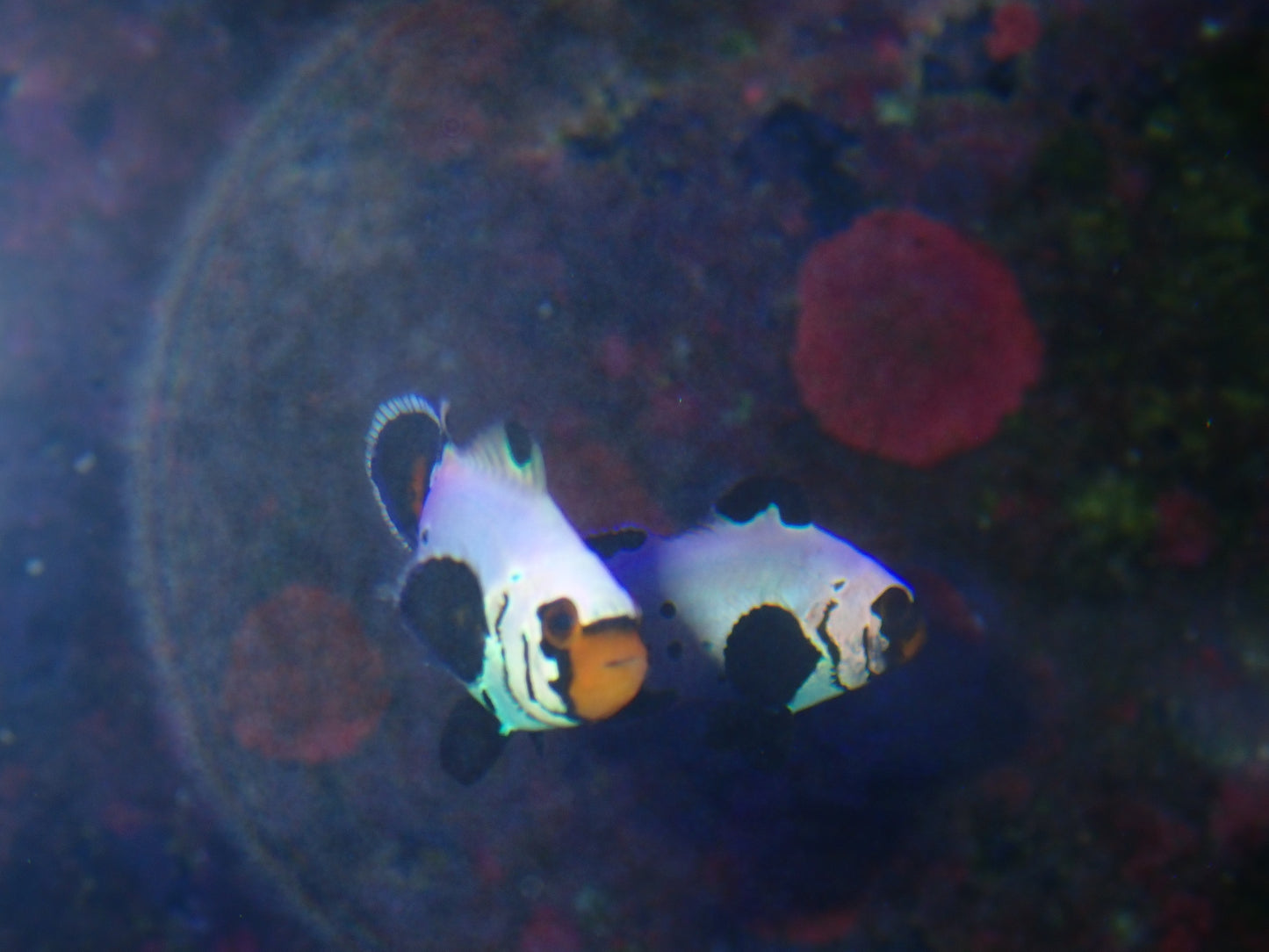 Frost Bite Clownfish Local (Amphiprion ocellaris)