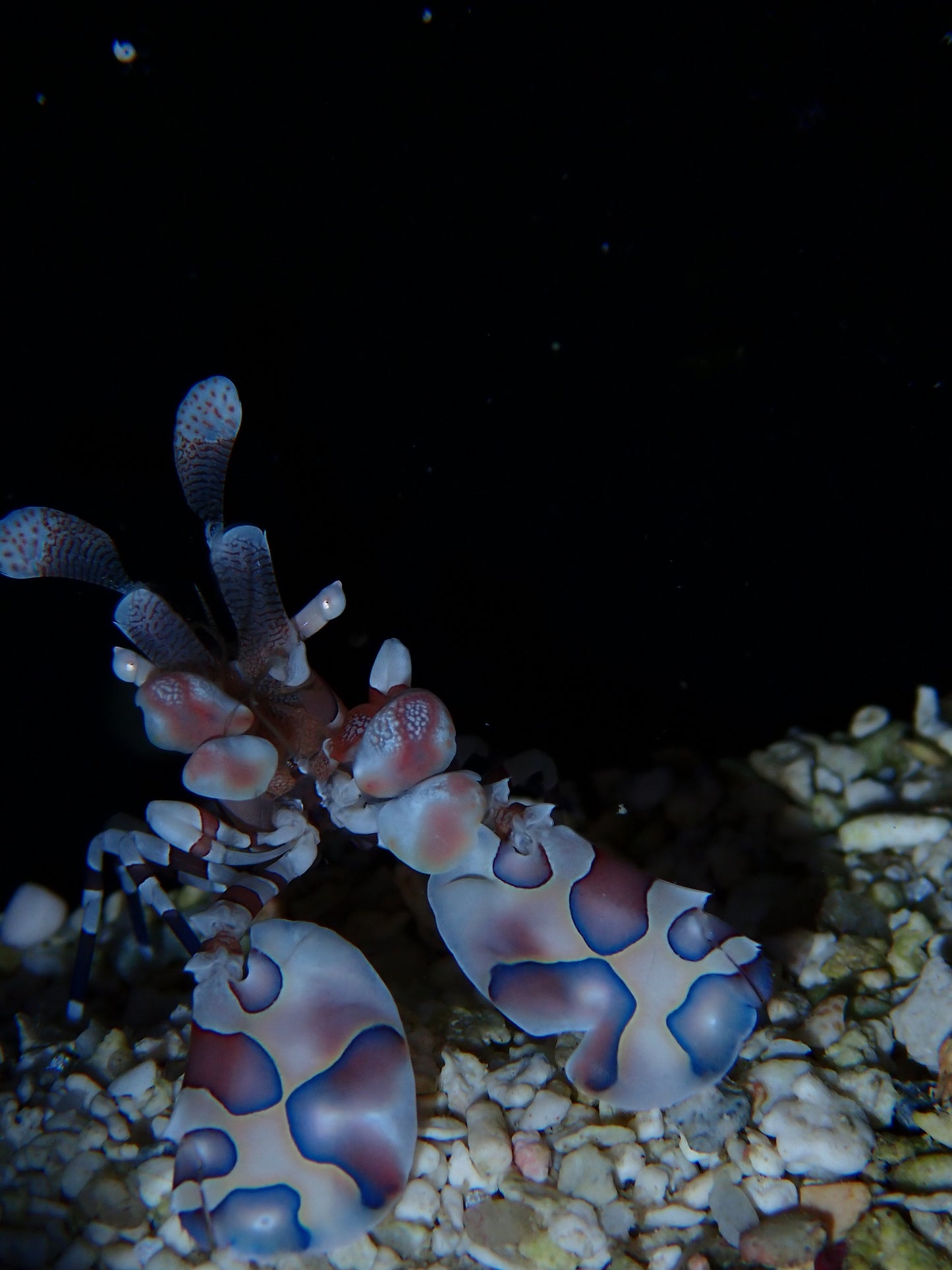 Harlequin Shrimp - Hymenocera picta