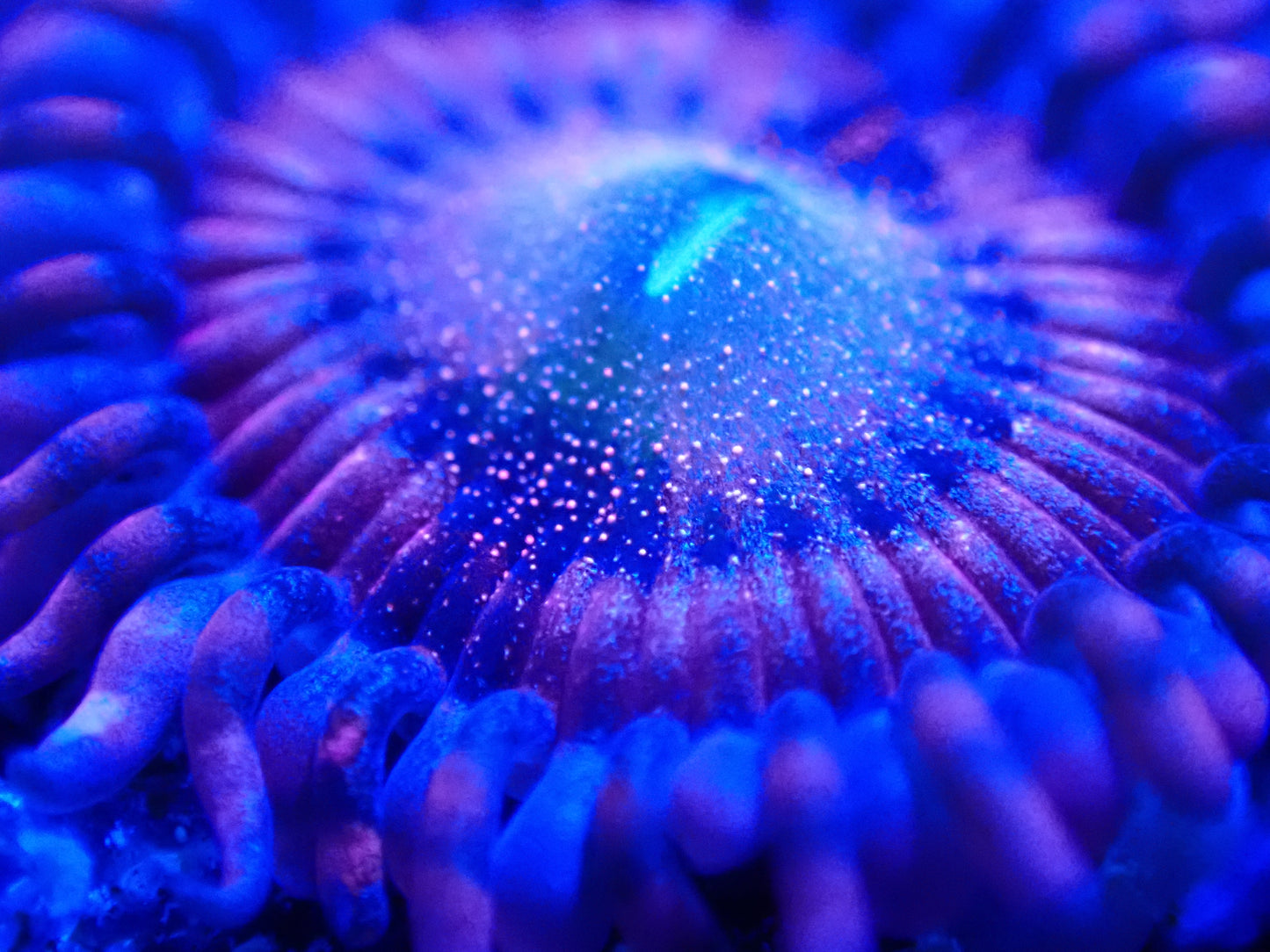 Halle Berry Zoa; Cultured - Zoanthid sp. Plug