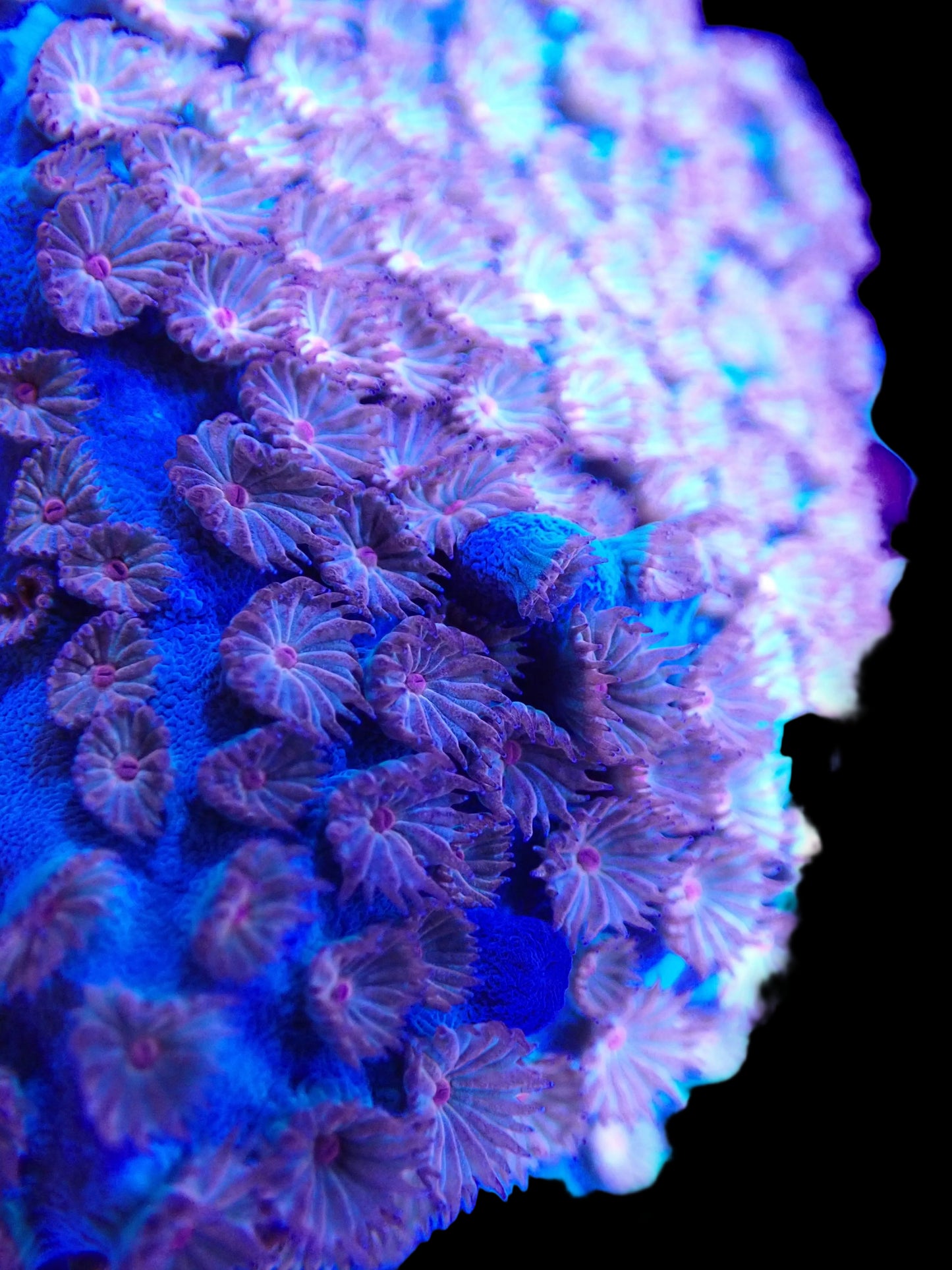 Meteor Shower Cyphastrea #030 020 089