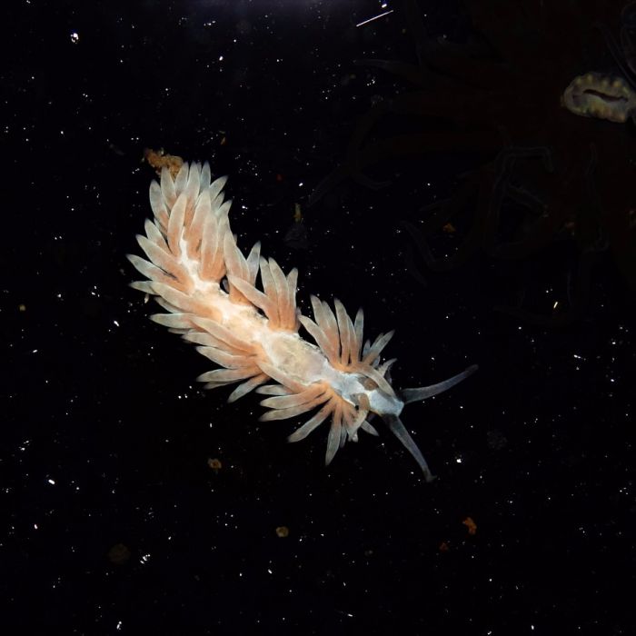 Berghia Nudibranch (SKU 8510)