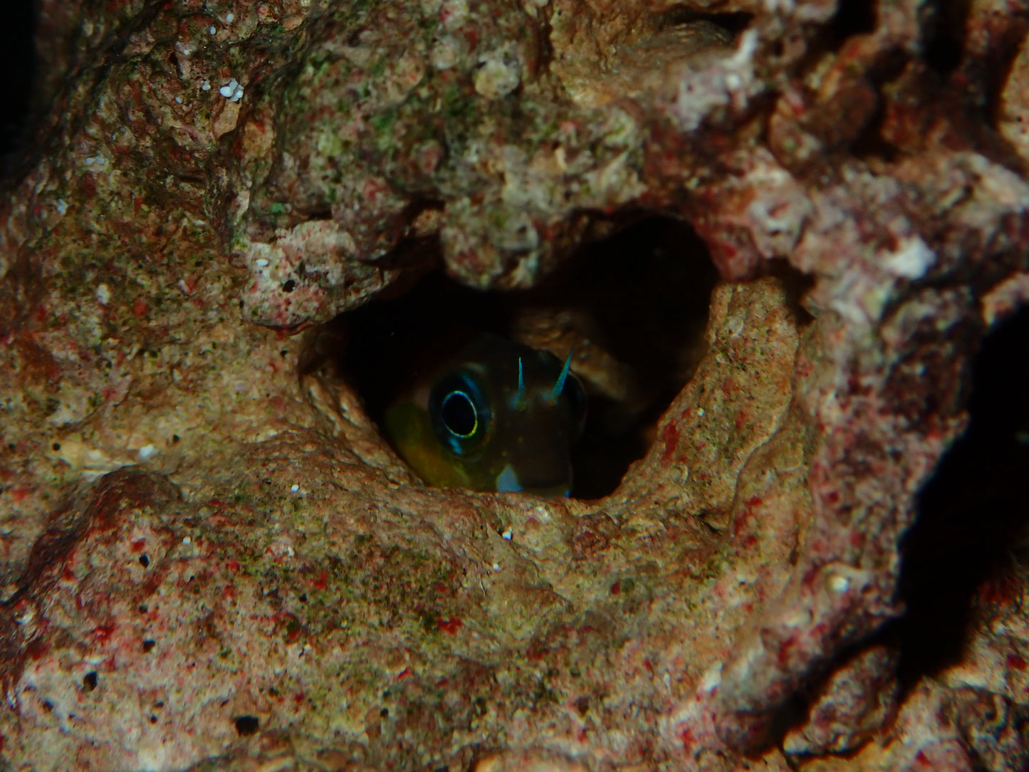 Midas Blenny: Kenya Gold Ecsenius midas