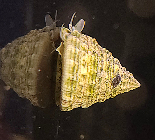 Trochus Snail