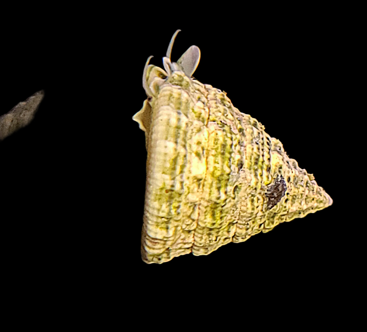 Trochus Snail