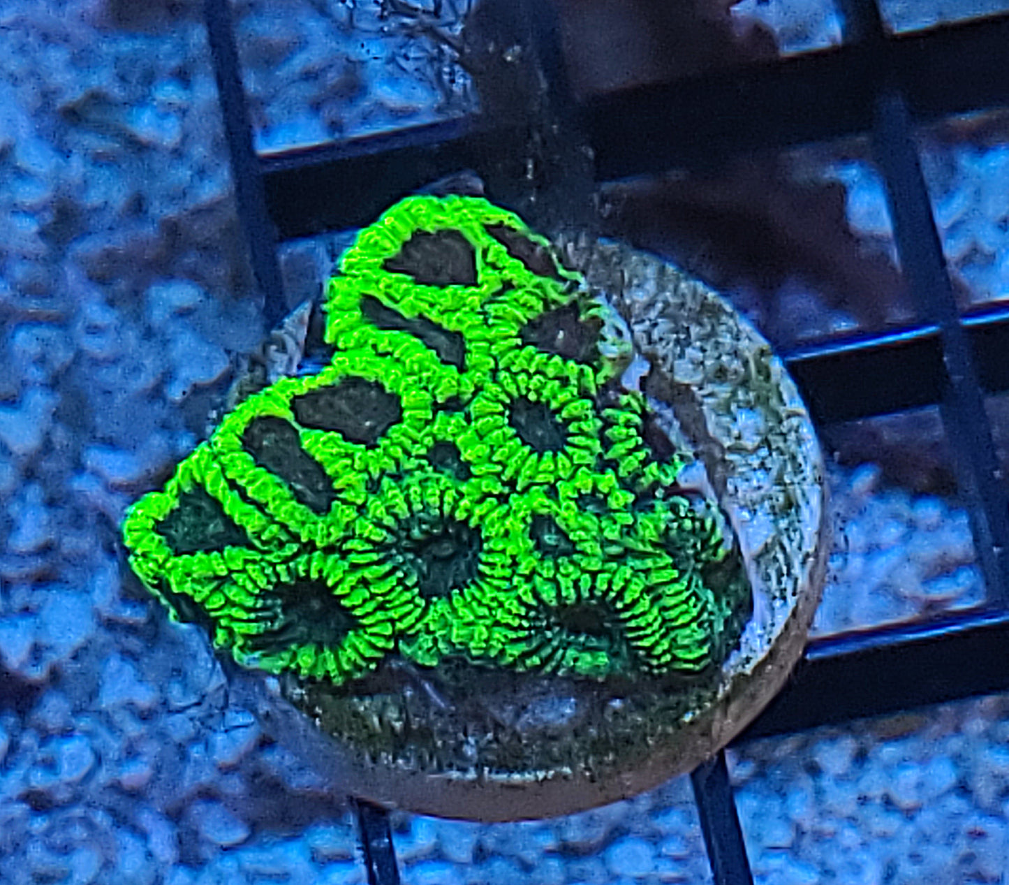 Assorted $52 Frags
