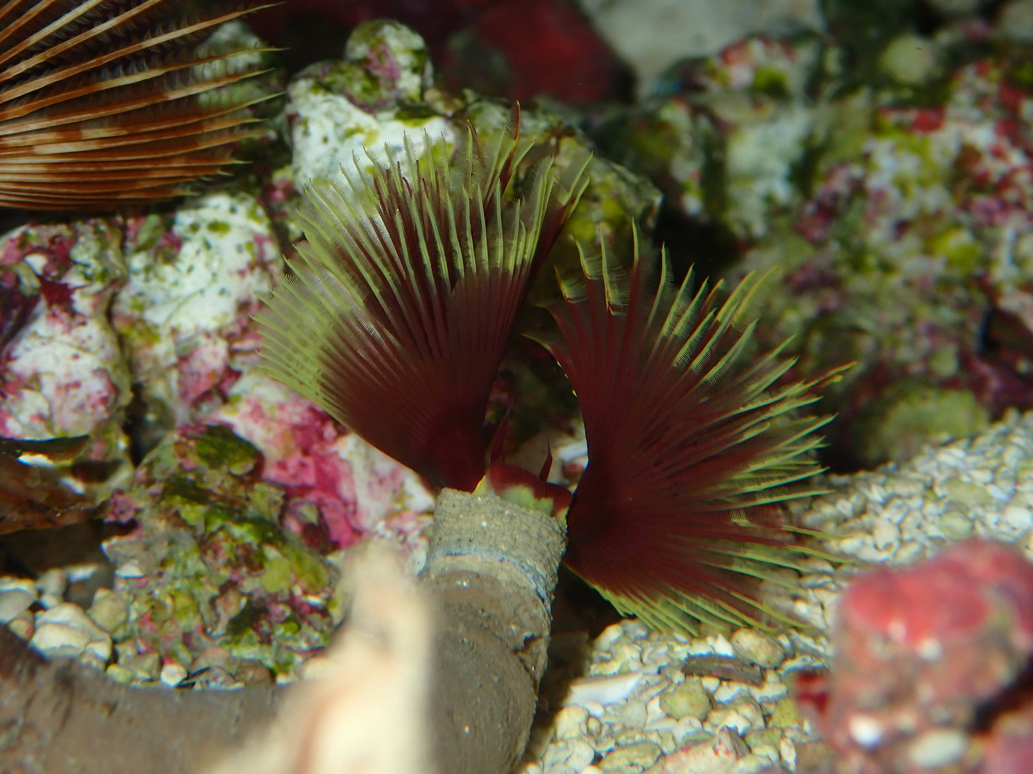 Feather Duster Colored