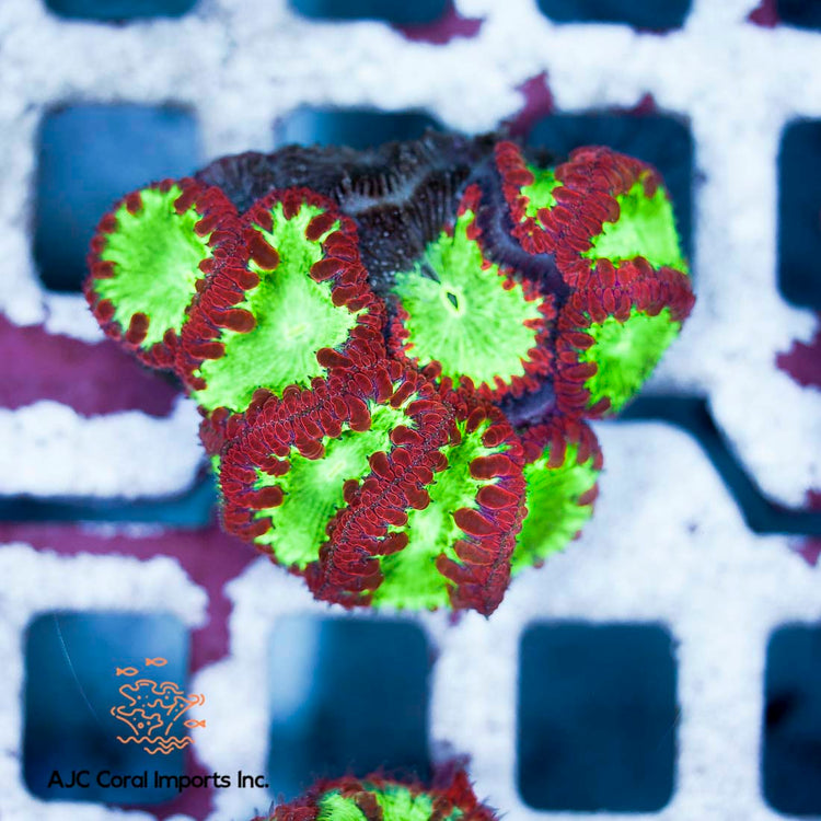 Pre Order Coral Pick Up ONLY!