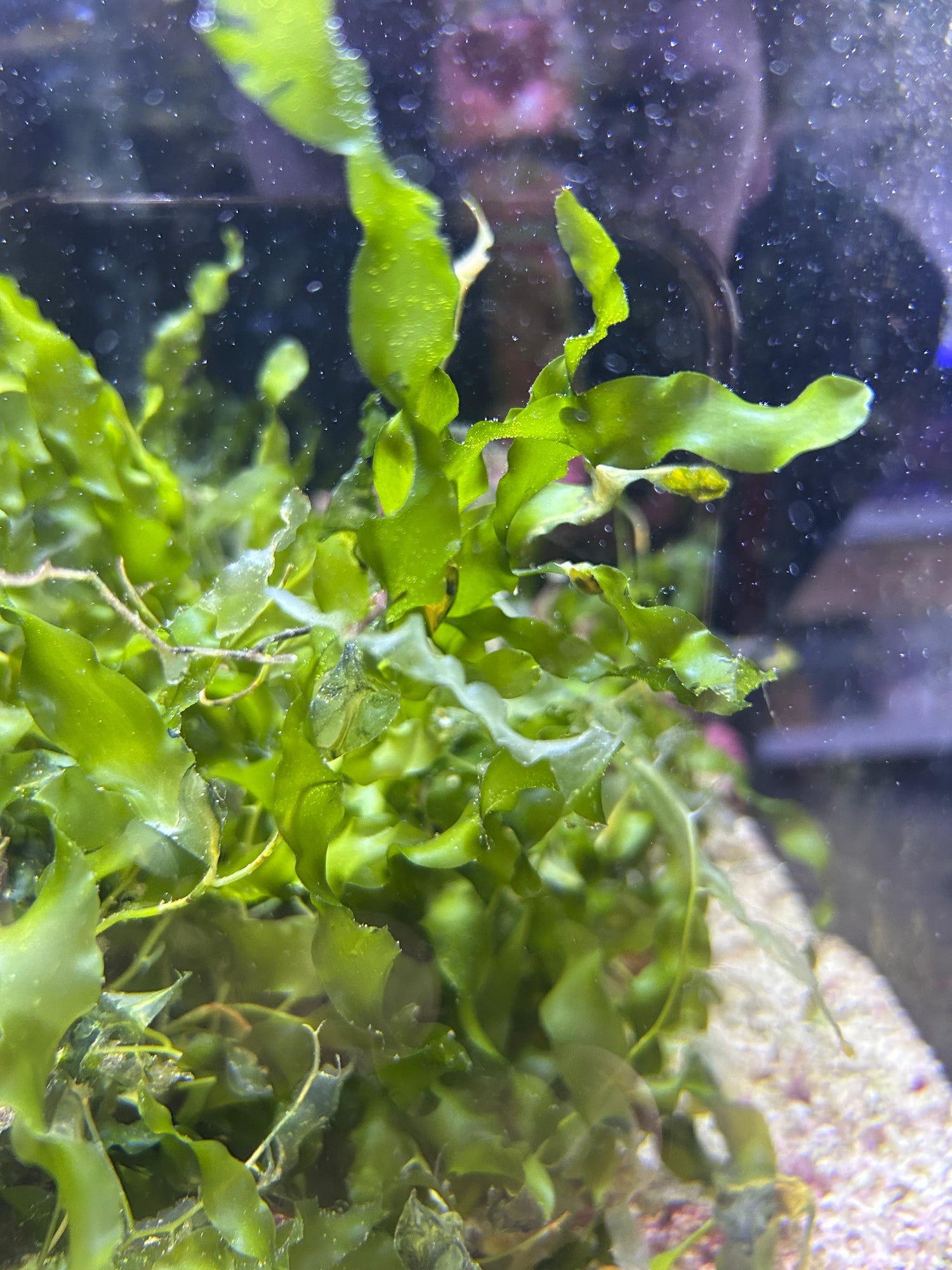 Macroalgae, planktons and microorganisms