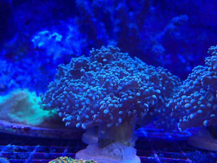 Euphyllia