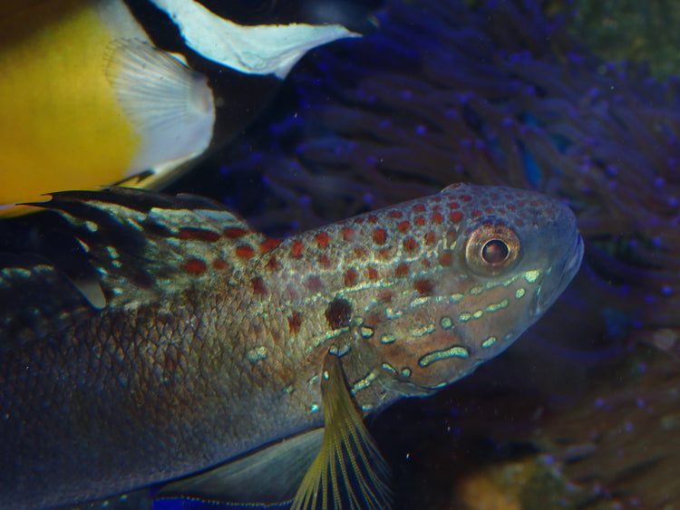 Marine Fish