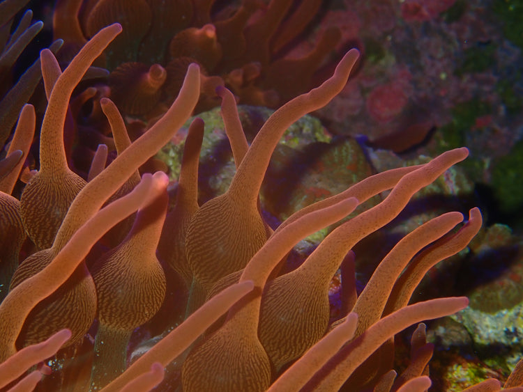 Sea Anemones