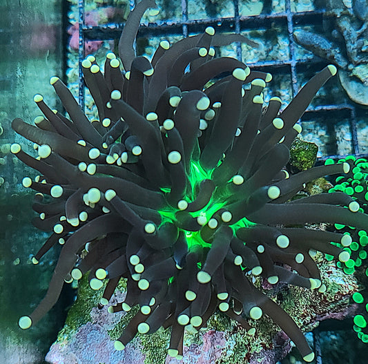 Malaysian Joker Torch 2 Heads