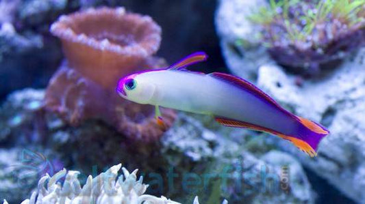 Purple Firefish 7703