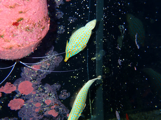 Orange Spot Filefish
