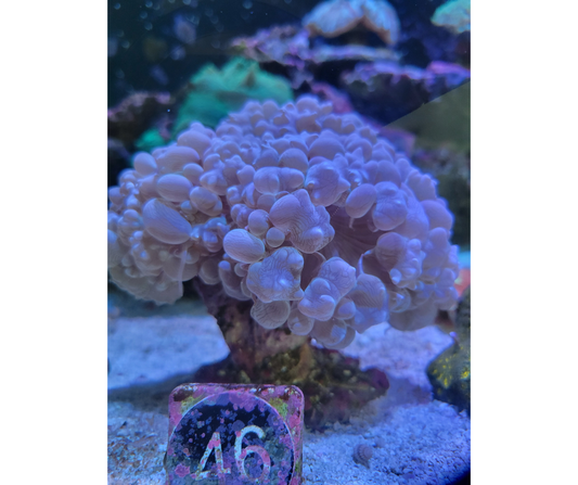 17704 Large Bubble coral  $139.99