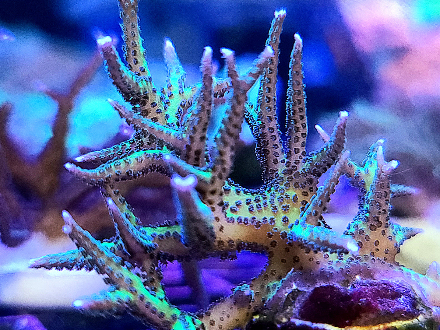 Birdsnest Coral (Grown In House)