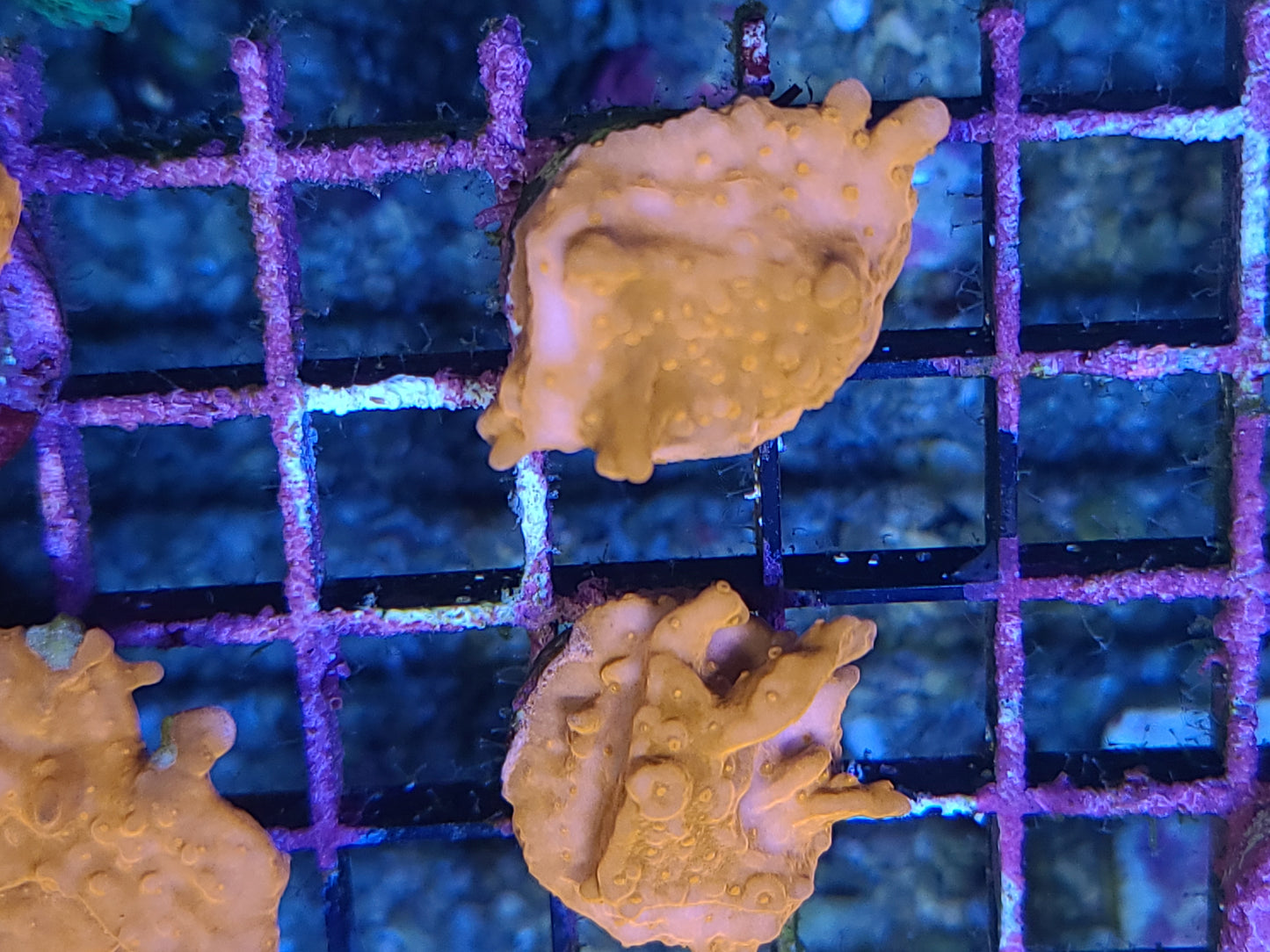 Montipora Setosa Orange Small Frags