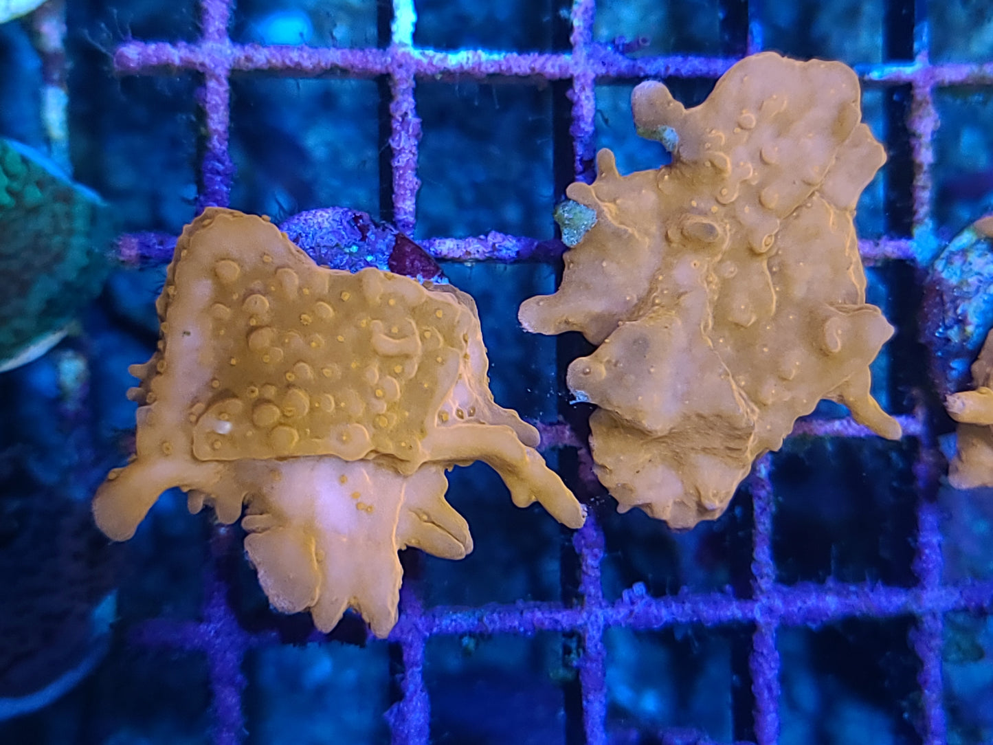 Montipora Setosa Orange Small Frags