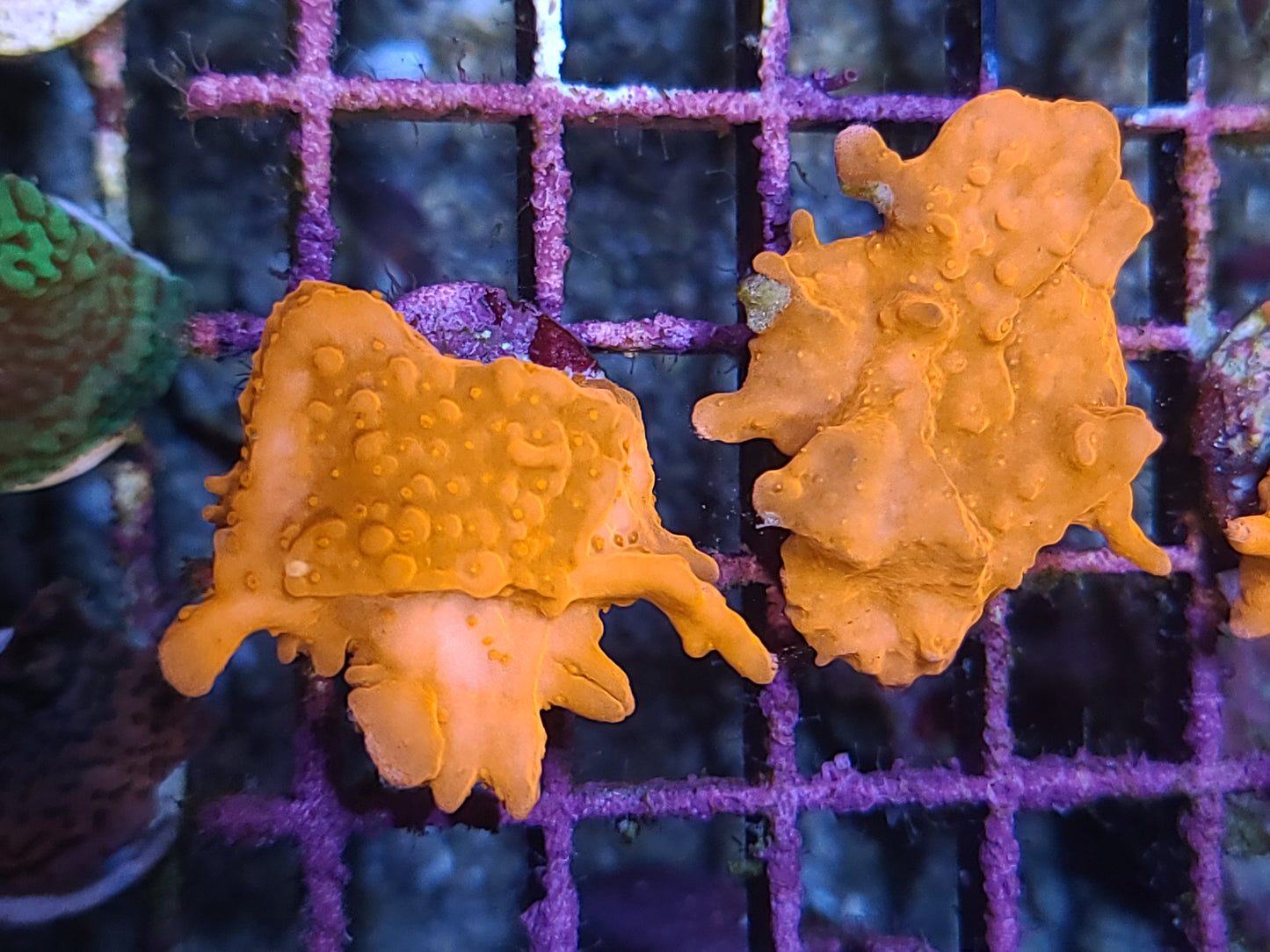 Montipora Setosa Orange Small Frags