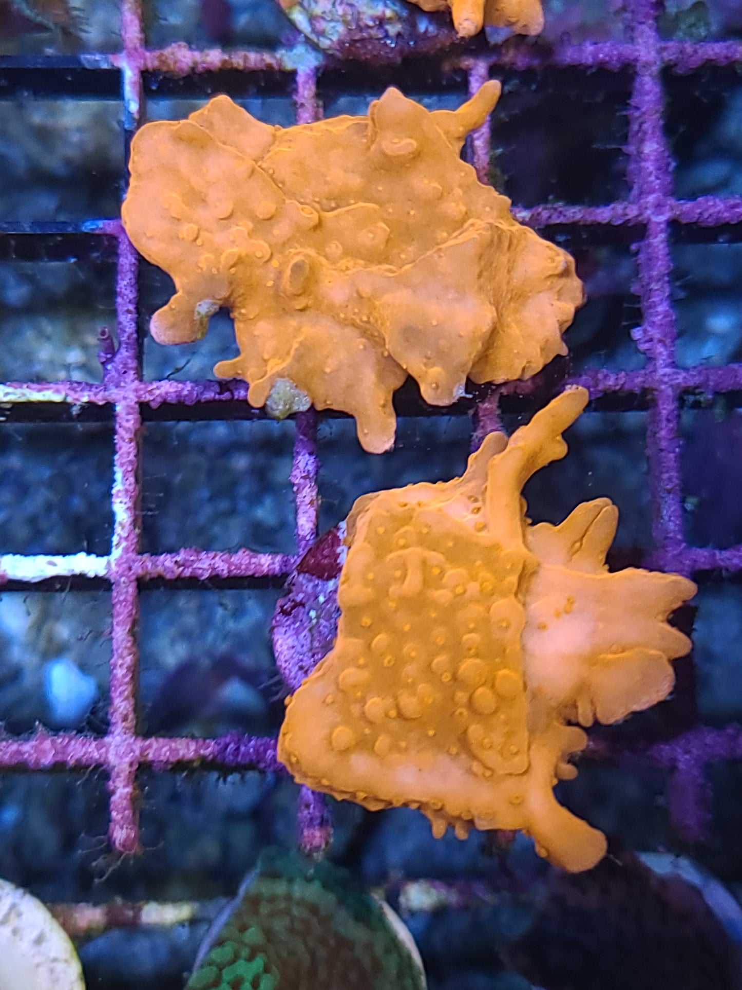 Montipora Setosa Orange Small Frags