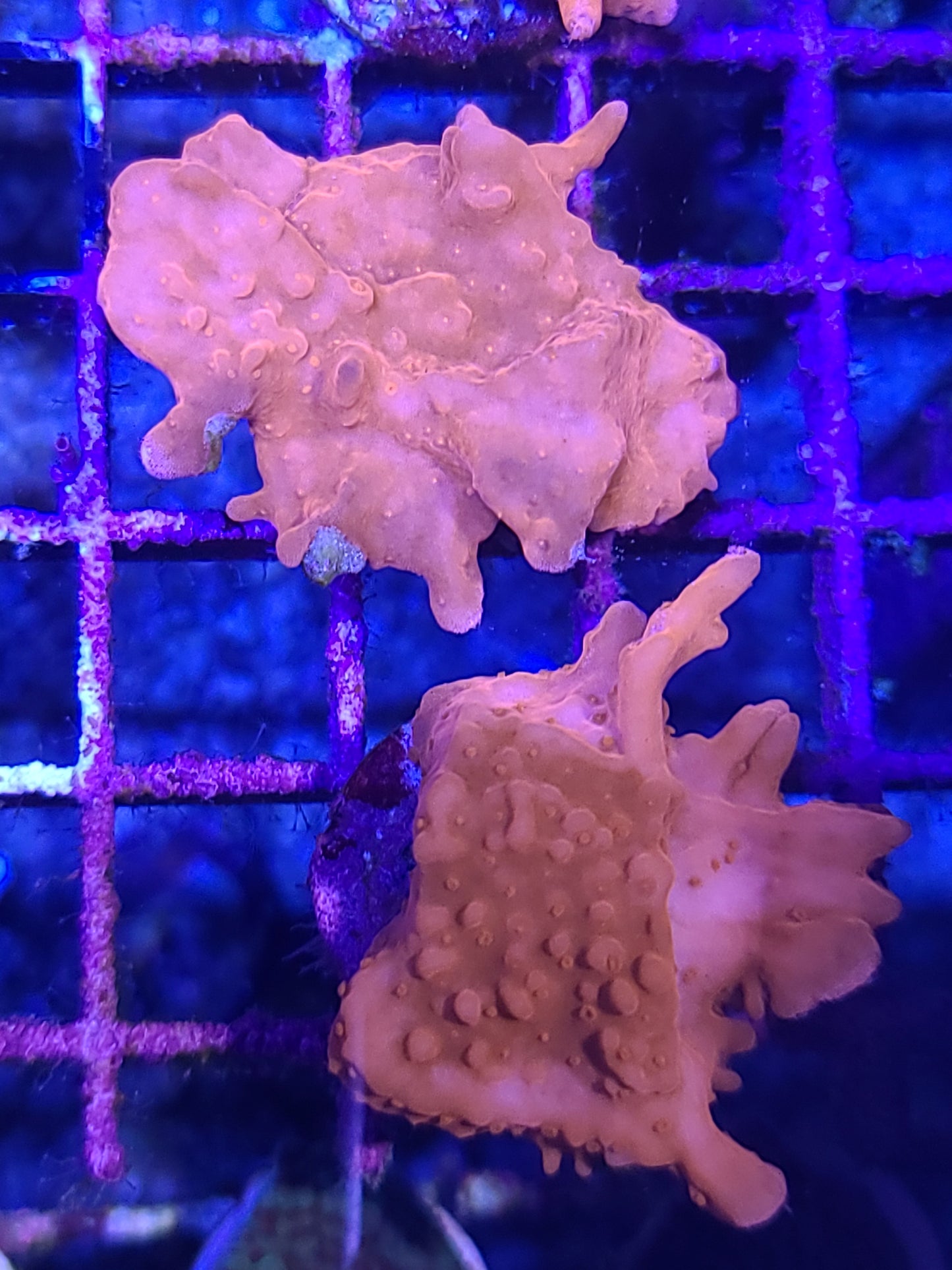 Montipora Setosa Orange Small Frags