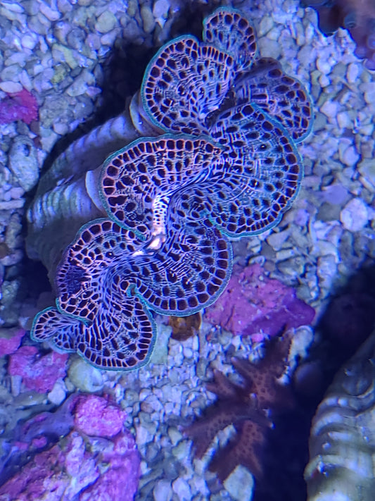 Maxima Clam Gold 2.5-2.9"