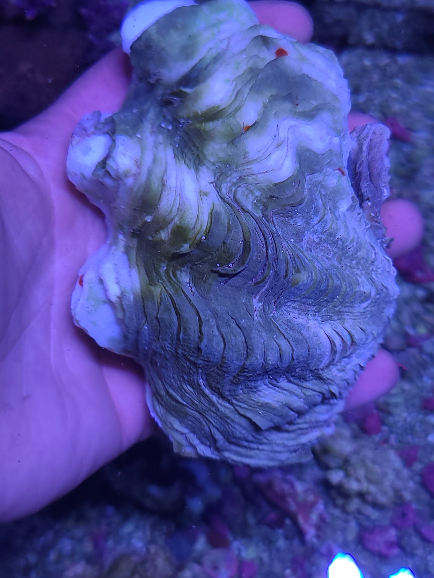 Maxima Clam Ultra 5-6"