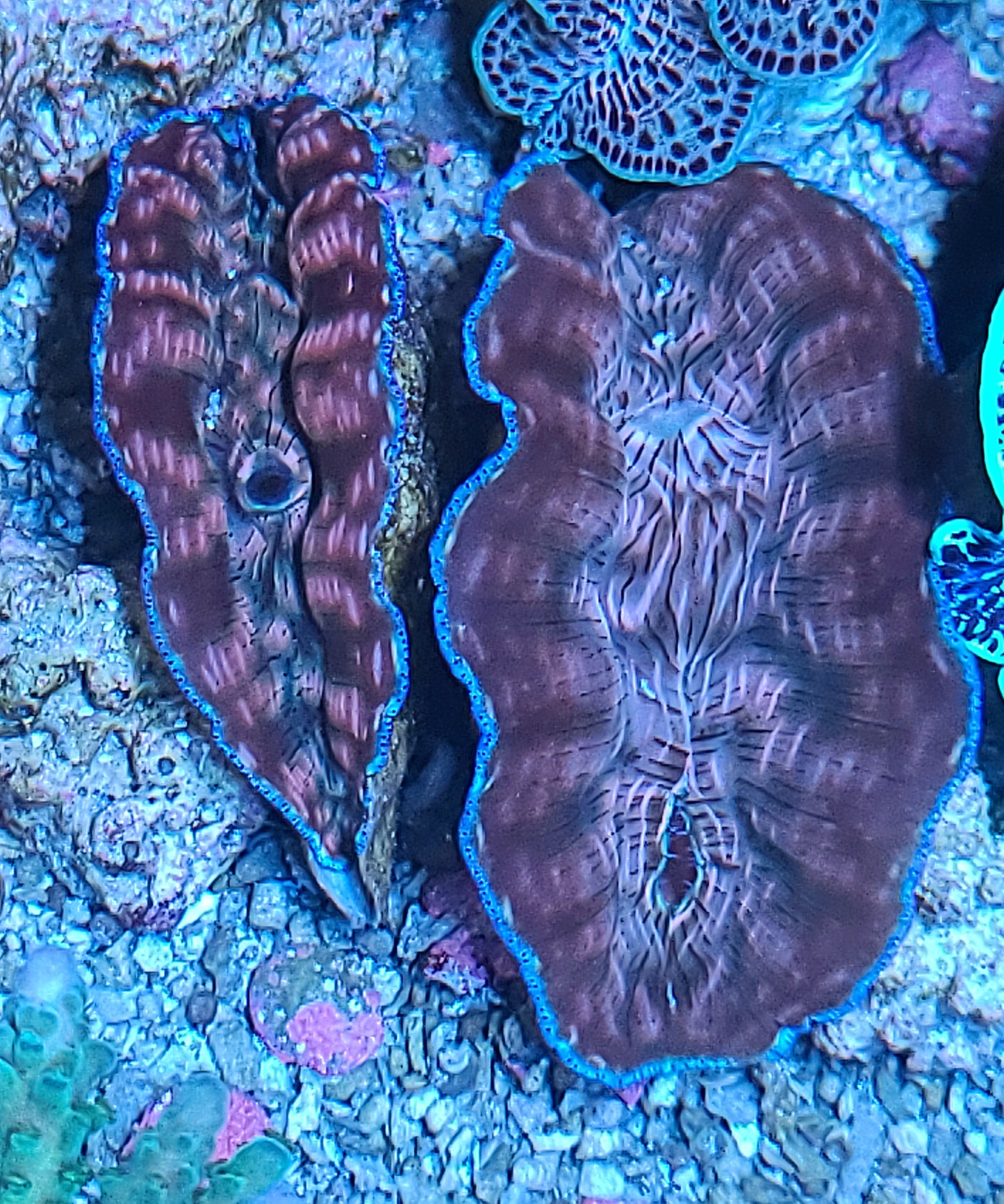 Biota Derasa Clam (SKU 8509)