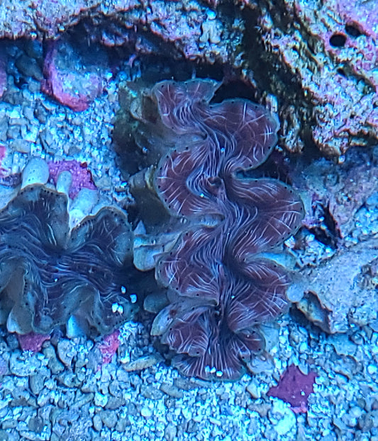 Biota Squamosina Clam (SKU 8508)