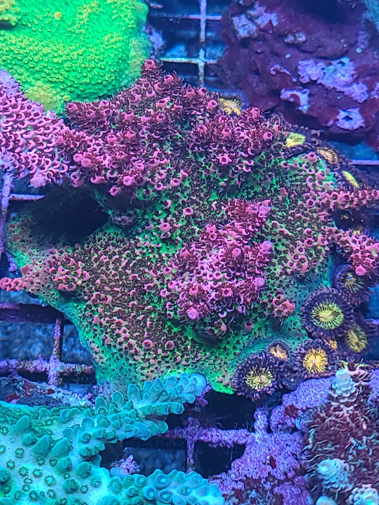 Red Planet Acro Colony SPS (SKU 10035)