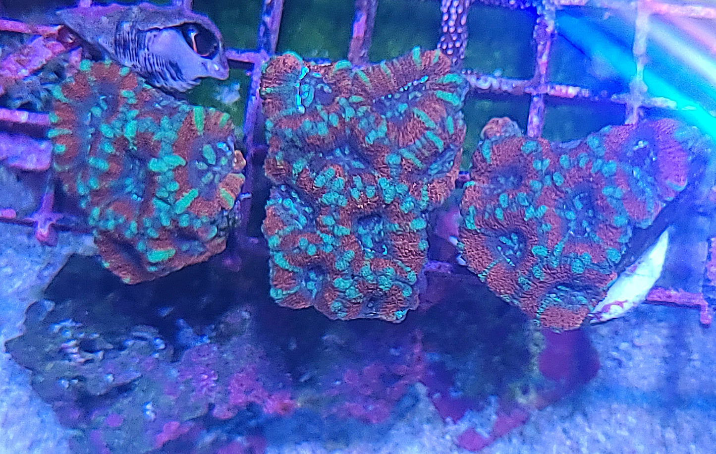 Indo Acan Lord Candy Cane (SKU 5602)