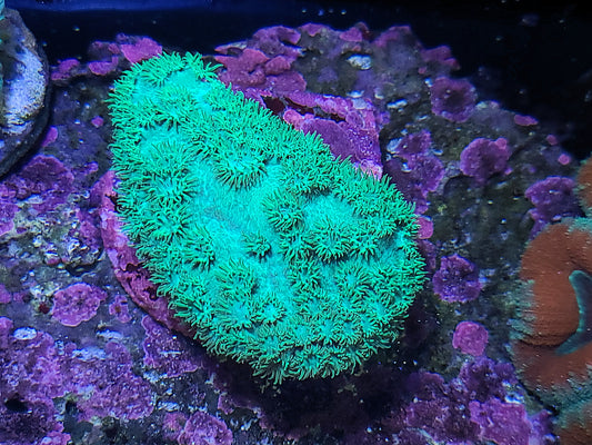 Pagoda Cup Coral (SKU 17765)