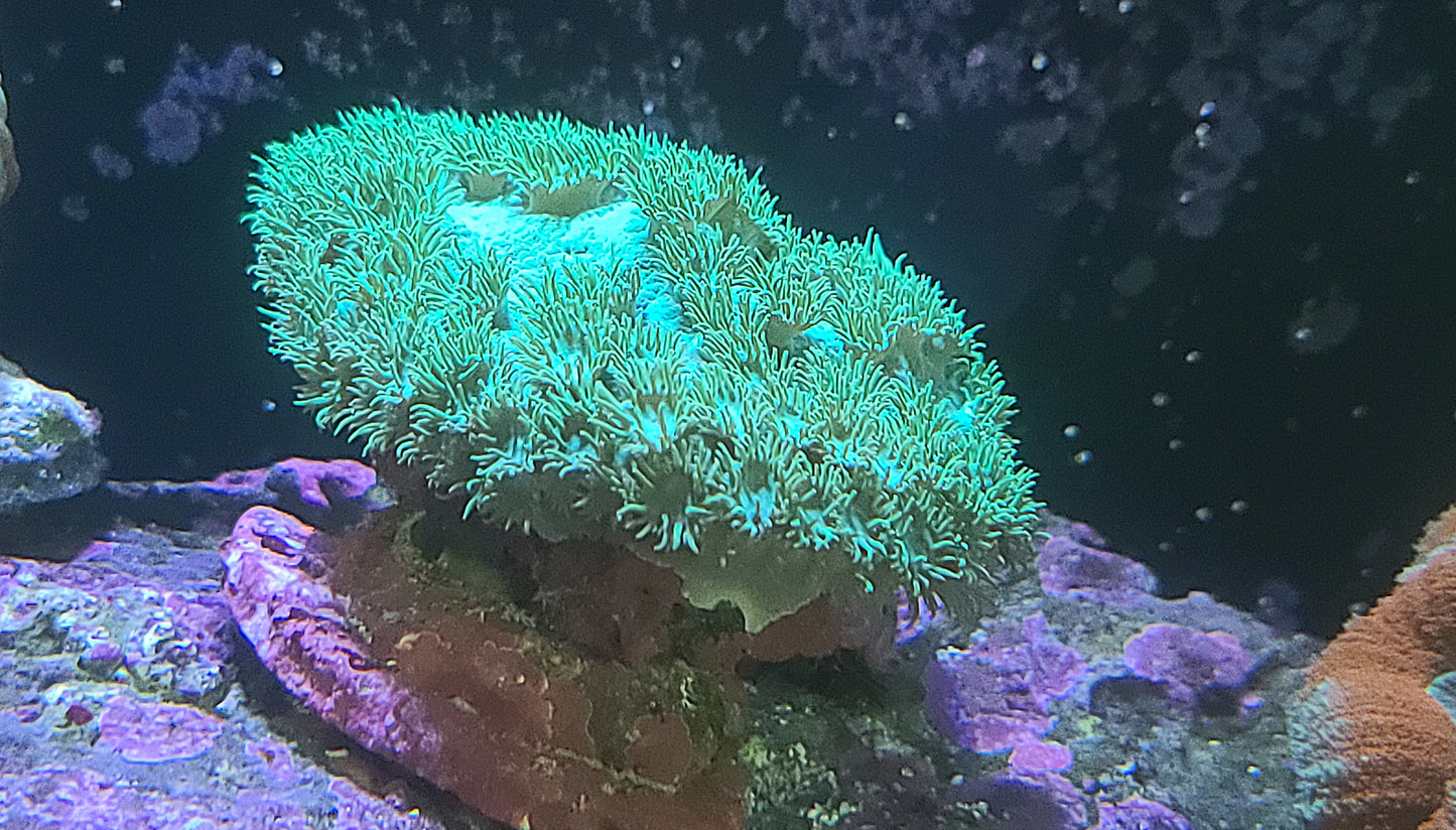 Pagoda Cup Coral (SKU 17765)