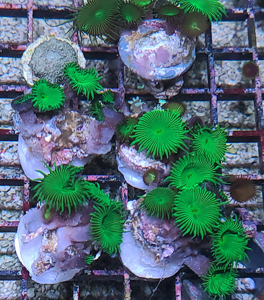 Assorted $5 Frag Rack