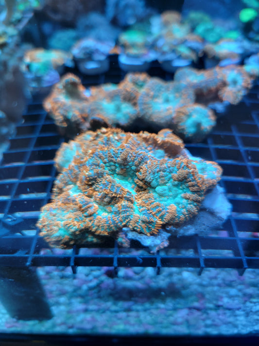 Assorted $155 coral Frag