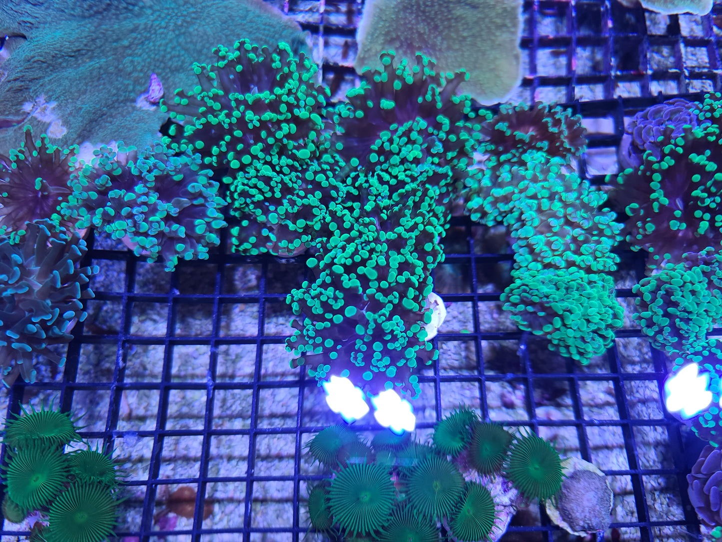 Asst Euphyllia $55 Per Plug (SKU 1589)