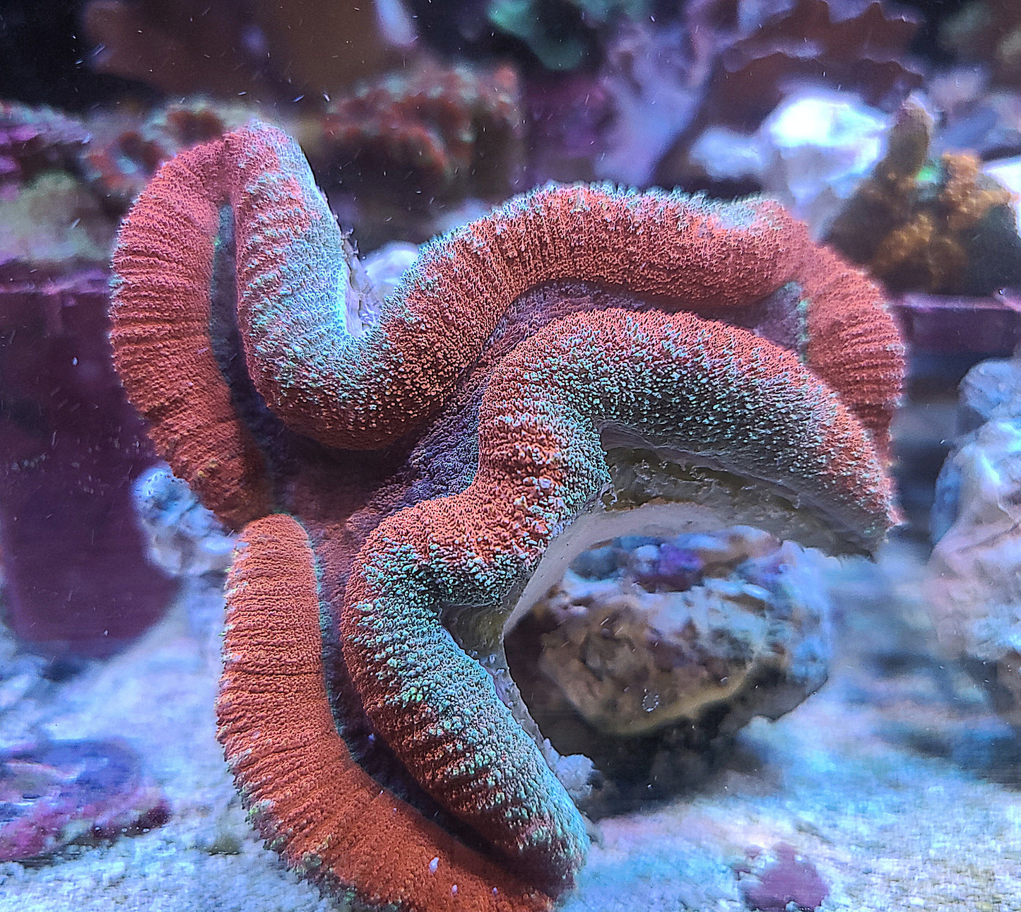 Lobophyllia Bi Color Lg (Fire and Ice)