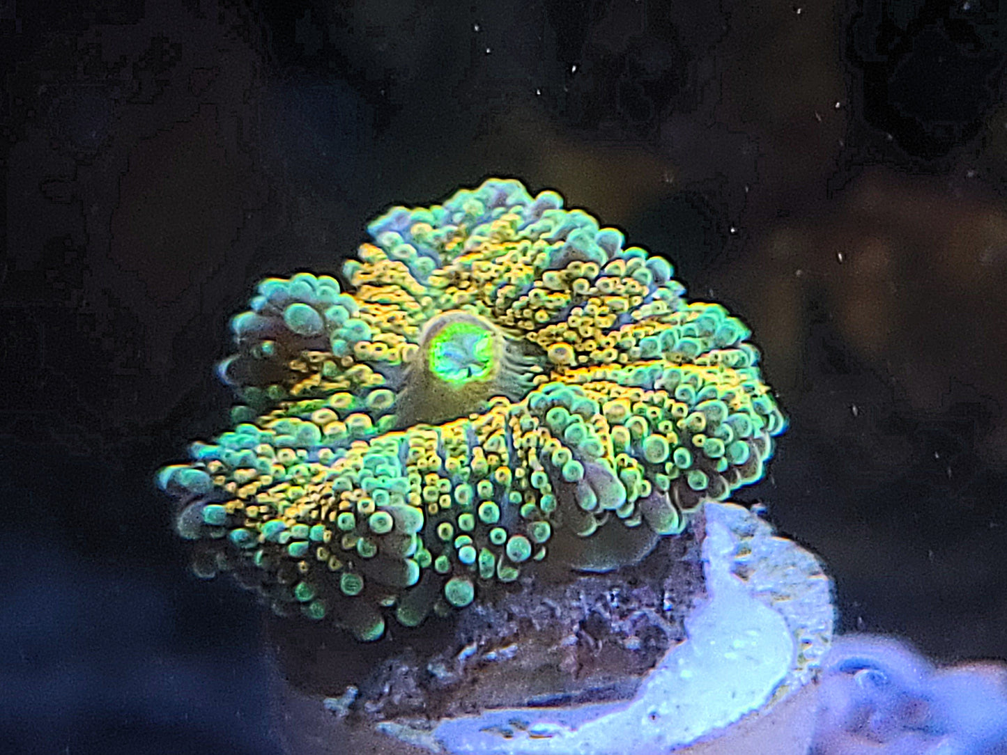 INDO MUSHROOM RICORDEA SUNRISE Fragged Per Polyp 9906