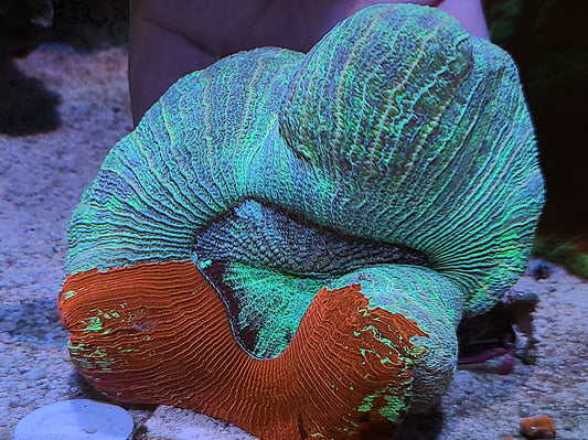 11155 Split Color Trachyphyllia