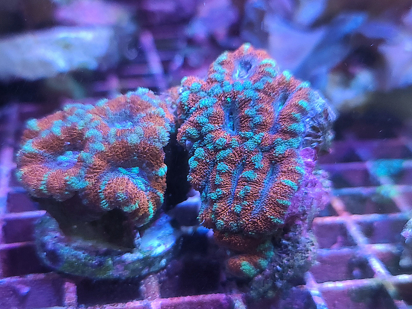 Indo Acan Lord Candy Cane (SKU 5602)