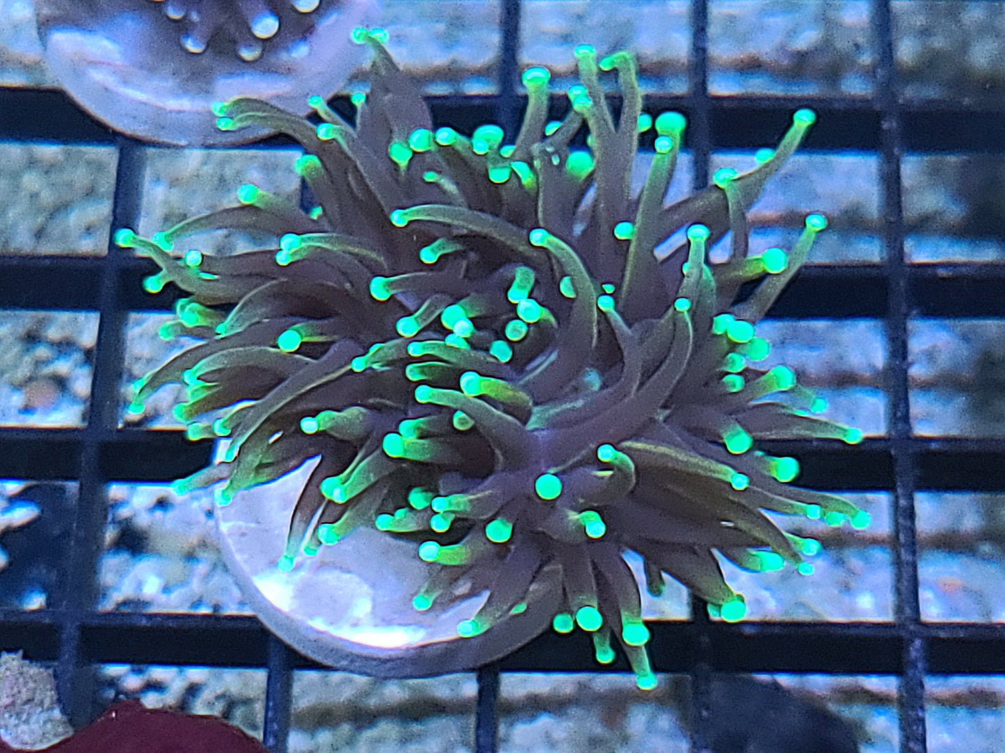 Dragon Soul Torch Single Polyp 9803